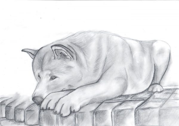 hachi